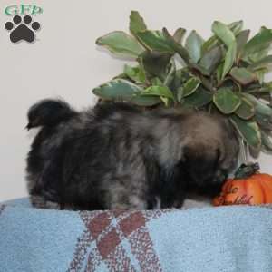 Black Jack, Lhasa Apso Puppy